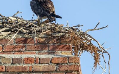 birds nests in chimneys in beacon, NY